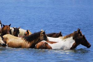 Chincoteague Fishing