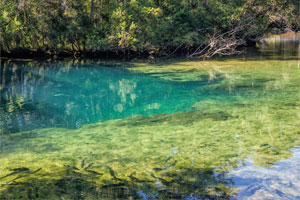 Homosassa Fishing